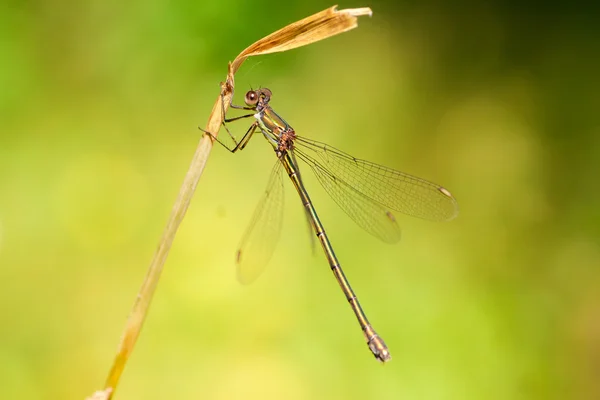 Libélula — Fotografia de Stock