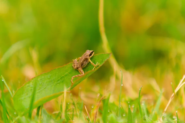 Pequeña rana — Foto de Stock