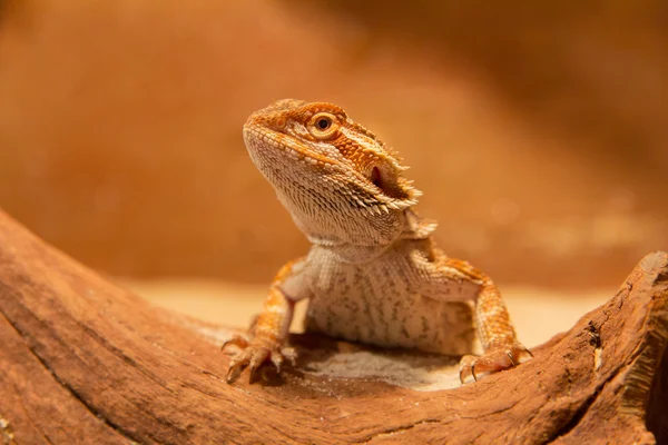 Bearded Dragon — Stock Photo, Image