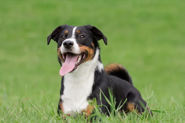 Retrato de cão — Fotografia de Stock