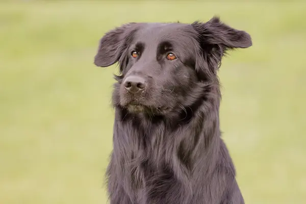 Flat coated retriever 2025 aussie mix