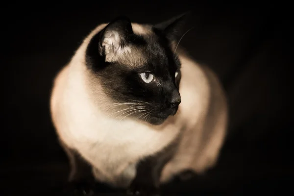 Portrait de chat — Photo