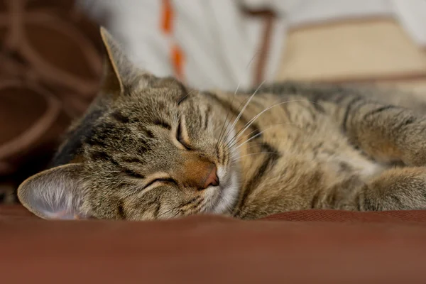 Katzenporträt — Stockfoto