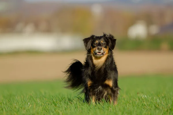 Retrato de cão — Fotografia de Stock