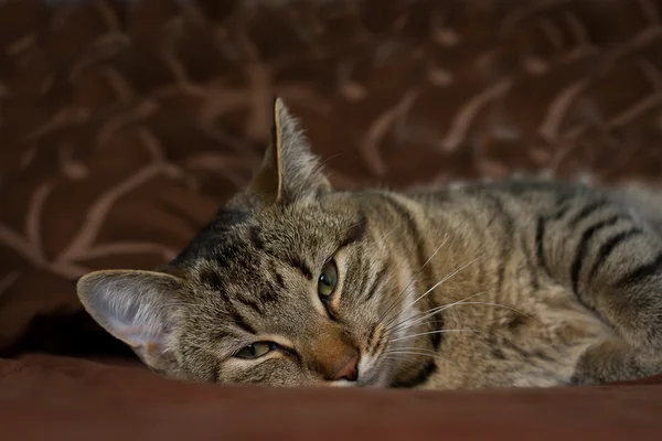 Katzenporträt — Stockfoto