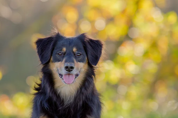 Retrato de cão — Fotografia de Stock