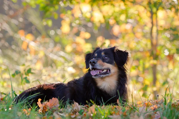 Retrato de perro — Foto de Stock