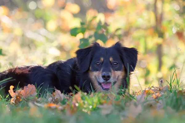 Hond portret — Stockfoto