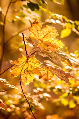 sonbahar ruh halleri