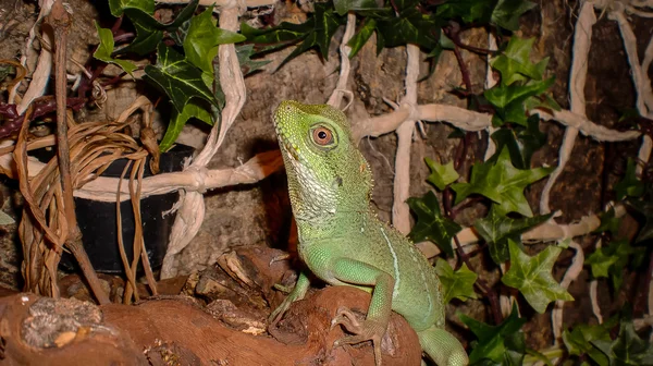 Lizard — Stock Photo, Image