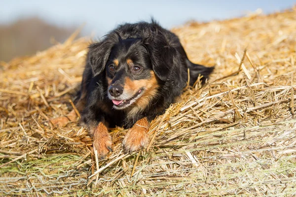 Dog Portrait — Stock Photo, Image