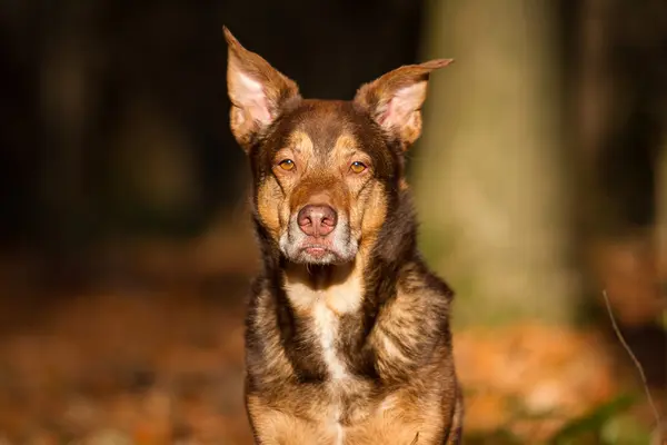 犬の肖像画 — ストック写真