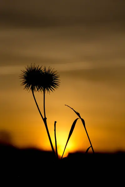 Silueta de naturaleza — Foto de Stock