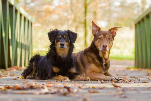 Portrait de chien Images De Stock Libres De Droits