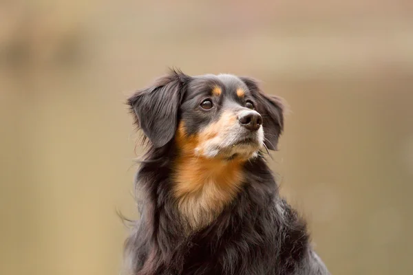 Портрет собаки — стоковое фото