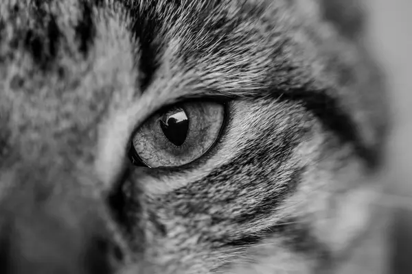 Cat's eye — Stock Photo, Image