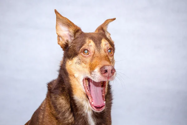 犬の肖像画 — ストック写真