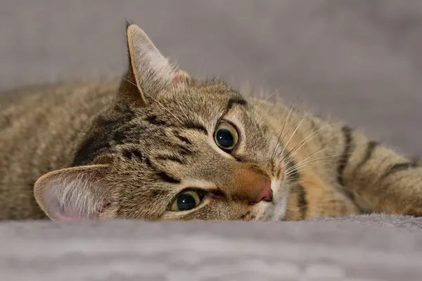 Katzenporträt — Stockfoto