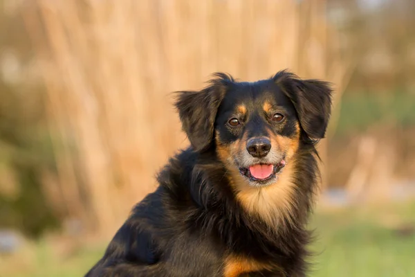 Hund porträtt — Stockfoto