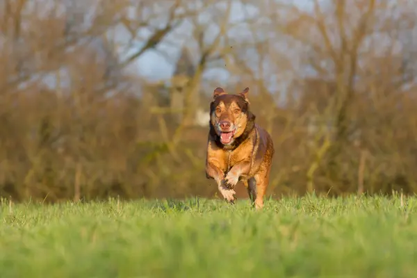 Running Dog — Stock Photo, Image