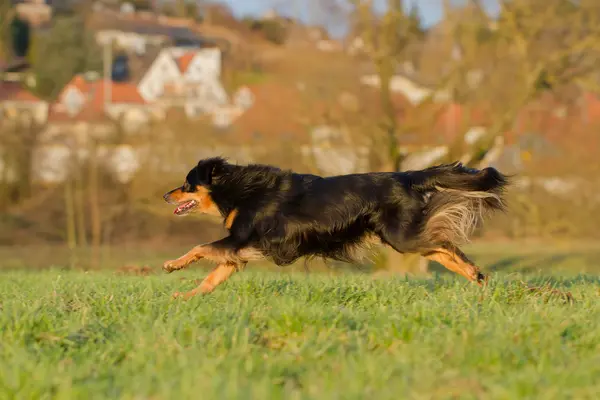 走っている犬 — ストック写真