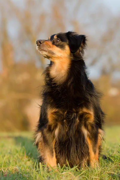 犬の肖像画 — ストック写真