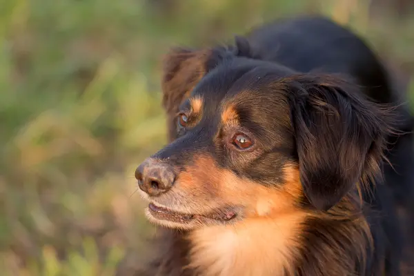 Hond portret — Stockfoto