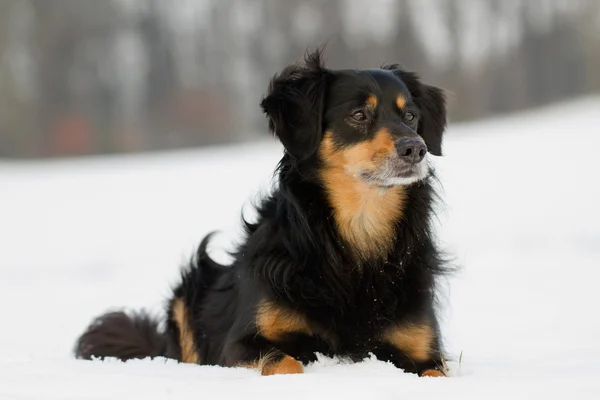 Dog Portrait — Stock Photo, Image