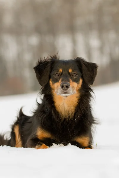 Dog Portrait — Stock Photo, Image