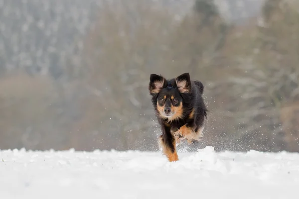 Running Dog — Stock Photo, Image