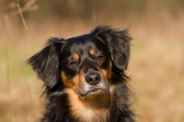 Hond portret — Stockfoto