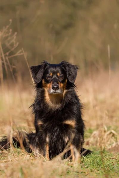犬の肖像画 — ストック写真