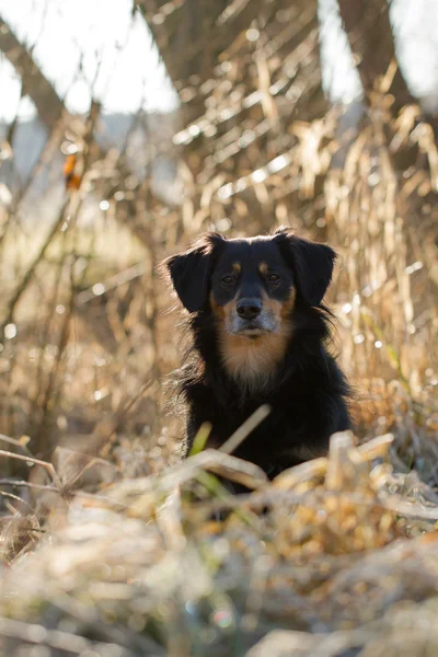 Hond portret — Stockfoto