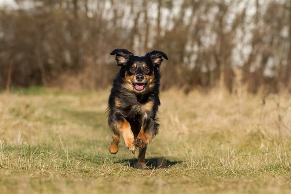 Löpande hund — Stockfoto