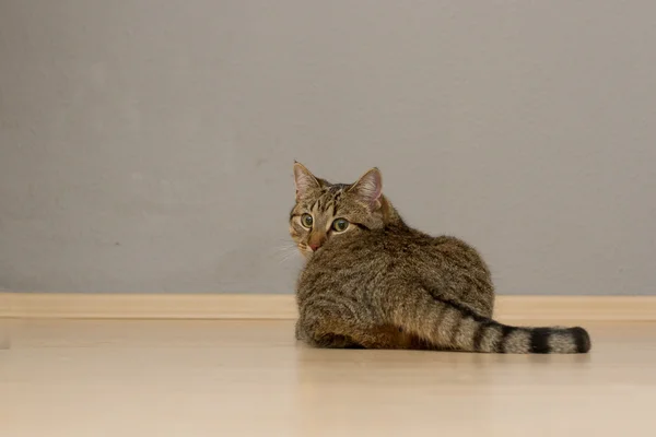 Cat Portrait — Stock Photo, Image