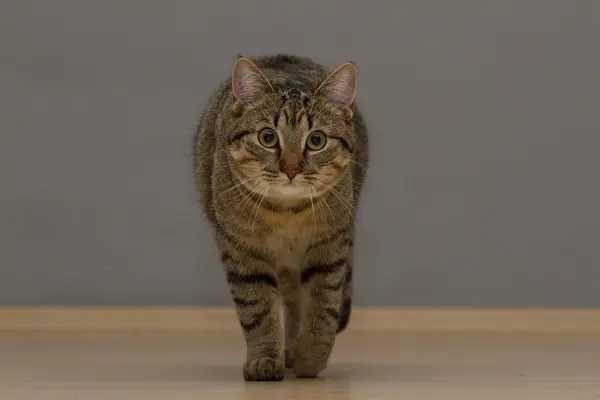 Retrato de gato — Fotografia de Stock