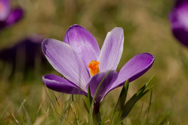 Purple Daffodils — Stock Photo, Image