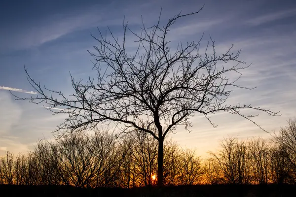 Silhouette dell'albero al tramonto — Foto Stock