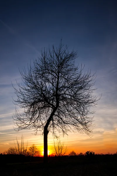 Silhouette dell'albero al tramonto — Foto Stock