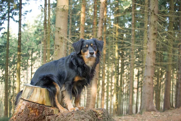 Dog Portrait — Stock Photo, Image