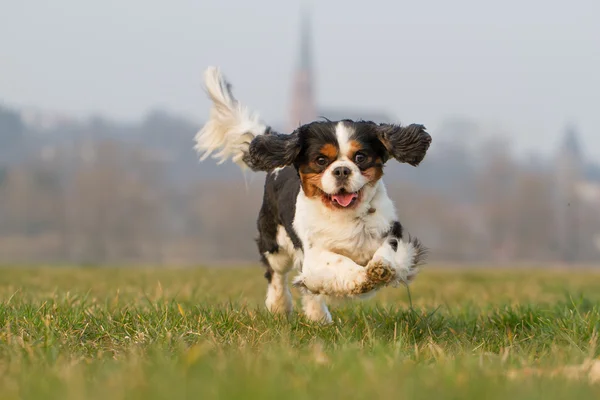 Running cavalier King Charles Dog — Stock Photo, Image