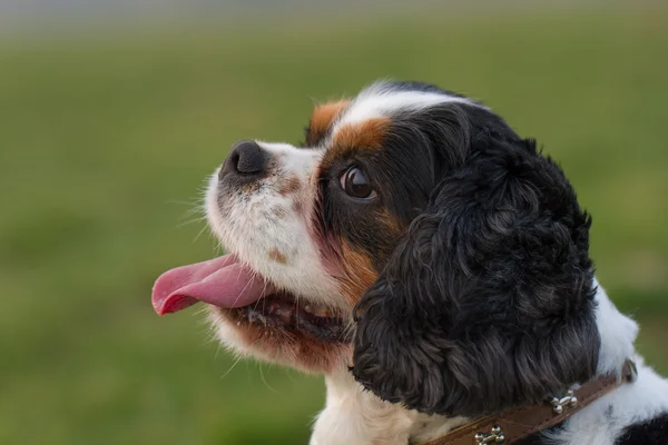 Portret Cavalier King Charles psa — Zdjęcie stockowe