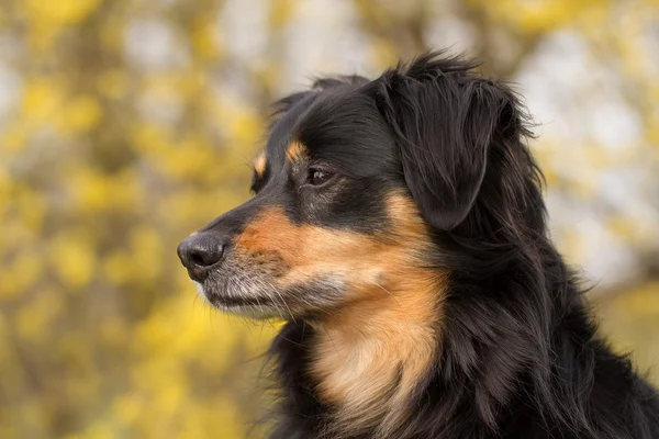 犬の肖像画 — ストック写真