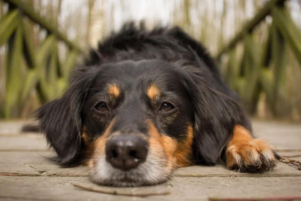 犬の肖像画 — ストック写真