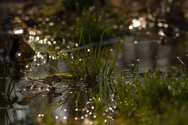 Grassen in water — Stockfoto