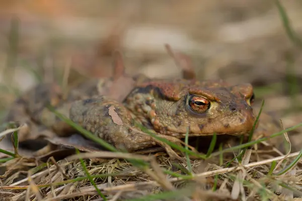 Close up of a toad — Stock Photo, Image