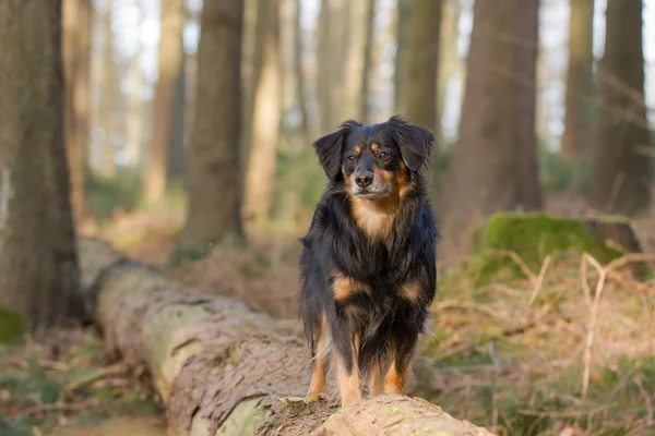 Hond portret — Stockfoto