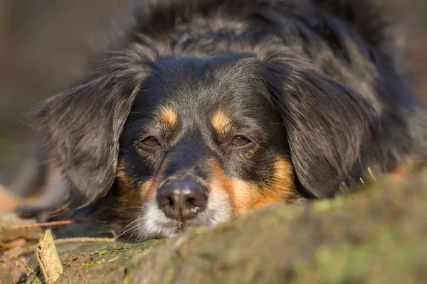 Retrato de perro — Foto de Stock