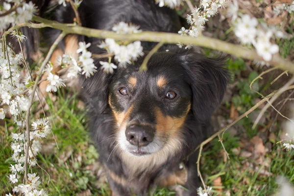 Dog Portrait — Stock Photo, Image