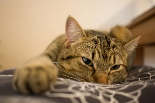 Retrato de gato —  Fotos de Stock